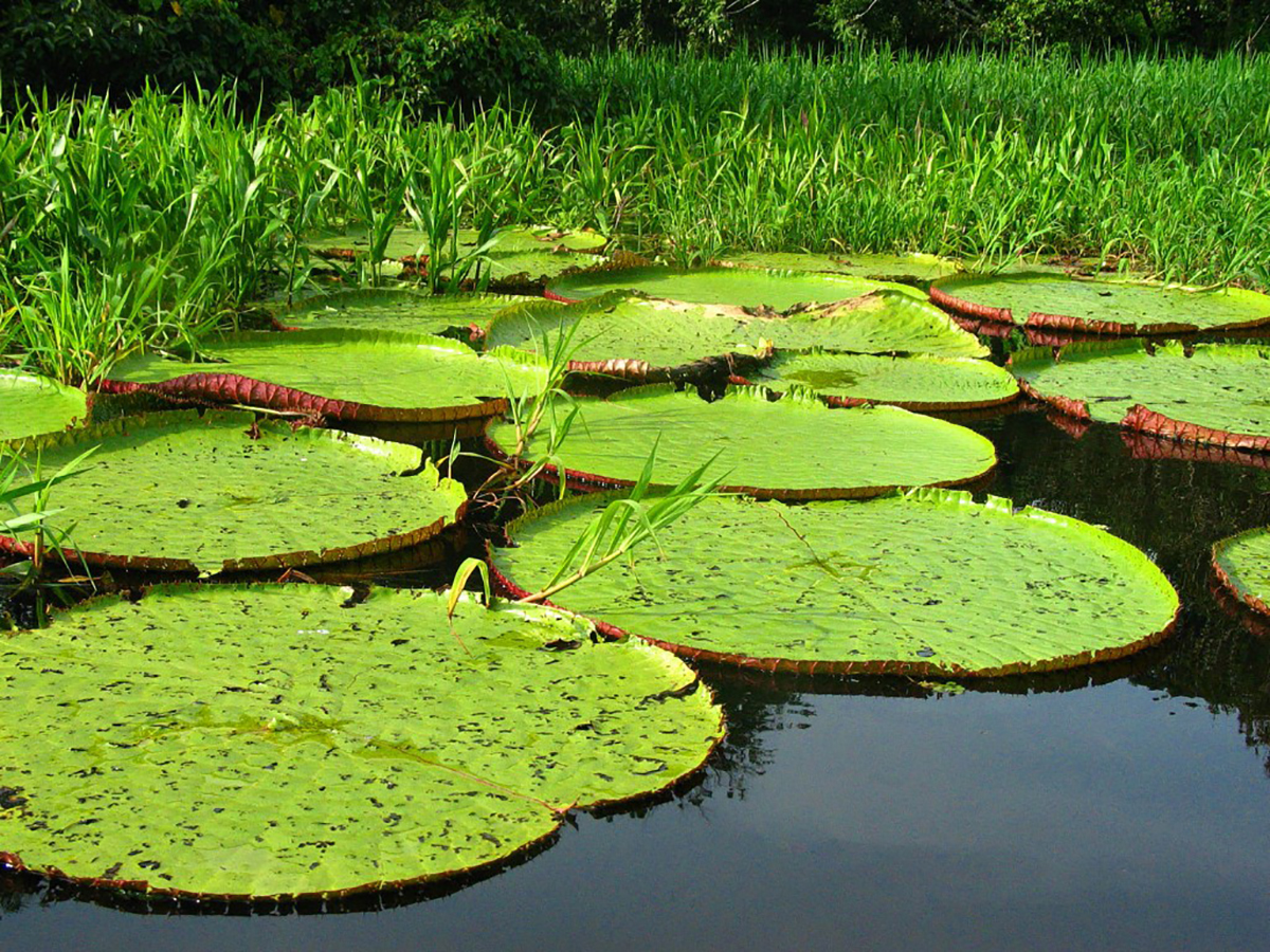 Plantas brasileiras recém-descobertas já correm risco de extinção