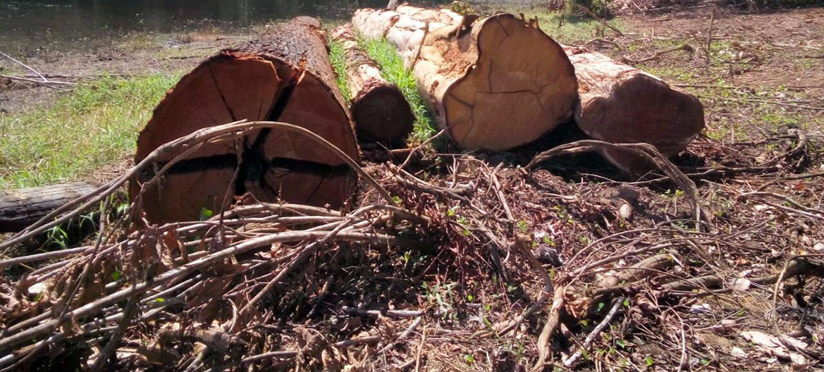 Resultado de imagem para Desmatamento na Amazônia pode atingir limite irreversível, com mudanças para vegetação rala e esparsa e baixa biodiversidade