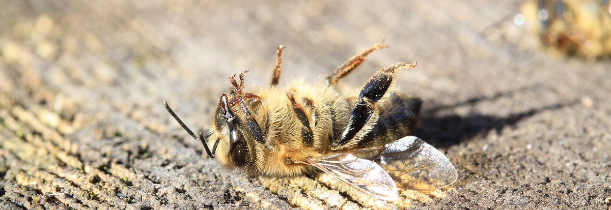 Resultado de imagem para Novo estudo relaciona as mudanÃ§as climÃ¡ticas ao potencial declÃ­nio de abelhas