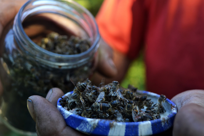 2016 o MST registrou a mortandade de abelhas no RS, na região da Campanha. À época o produtor João Camargo registrou a perda de todas as colmeias em três horas (Foto: MST)