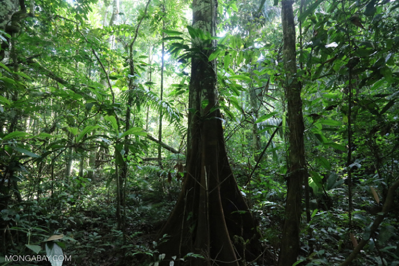 A aparente abundância de água da Amazônia alimenta a floresta, a agricultura e a infraestrutura energética do Brasil. Mas, a menos que algo seja feito, essa fonte poderá secar, devastando a economia do país. (Foto: Rhett A. Butler /Mongabay)