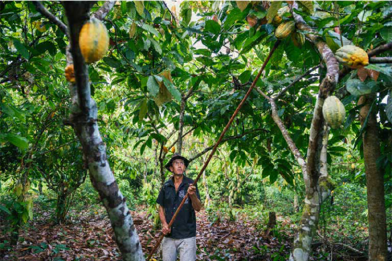 O ponto de inflexão da Amazônia, que intensificará as secas, não prejudicará apenas o agronegócio em grande escala, mas também os agricultores familiares brasileiros que alimentam a maior parte do país. (Foto: © Kevin Arnold / TNC)