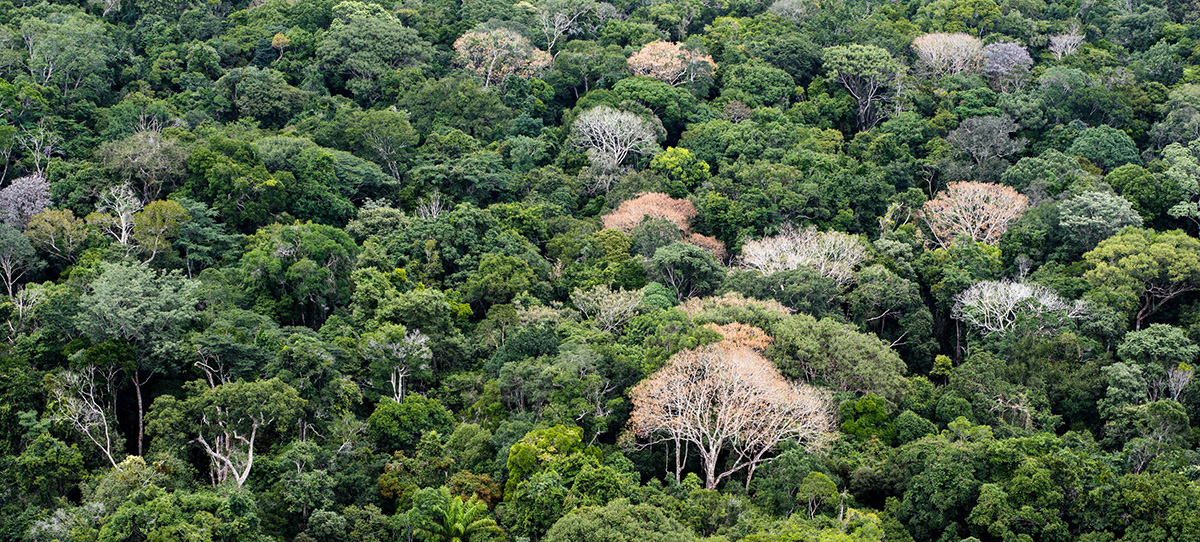 uca_amazonas_foto_daiel_beltra_greenpeace.jpg