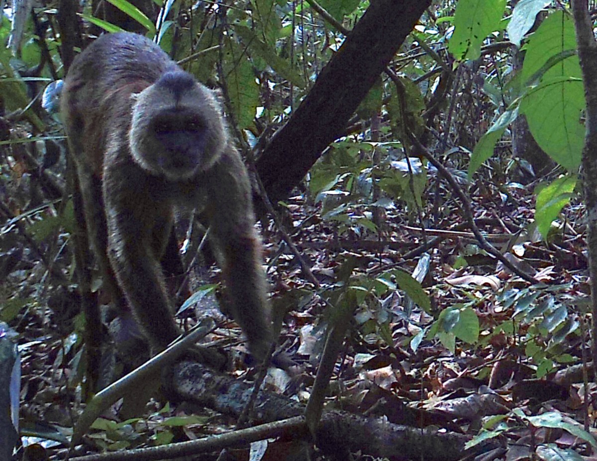 Reserva do Gurupi registra 50 mil imagens de fauna - Instituto ...