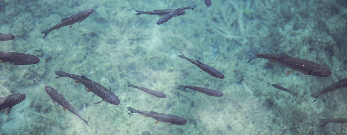 Peixes no Mar Morto