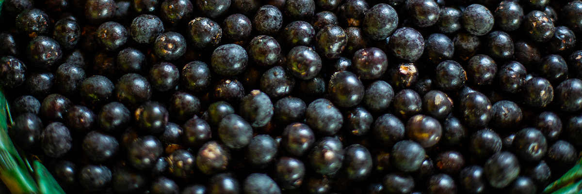 U Roxo A batalha pelo ouro roxo - Instituto Humanitas Unisinos - IHU