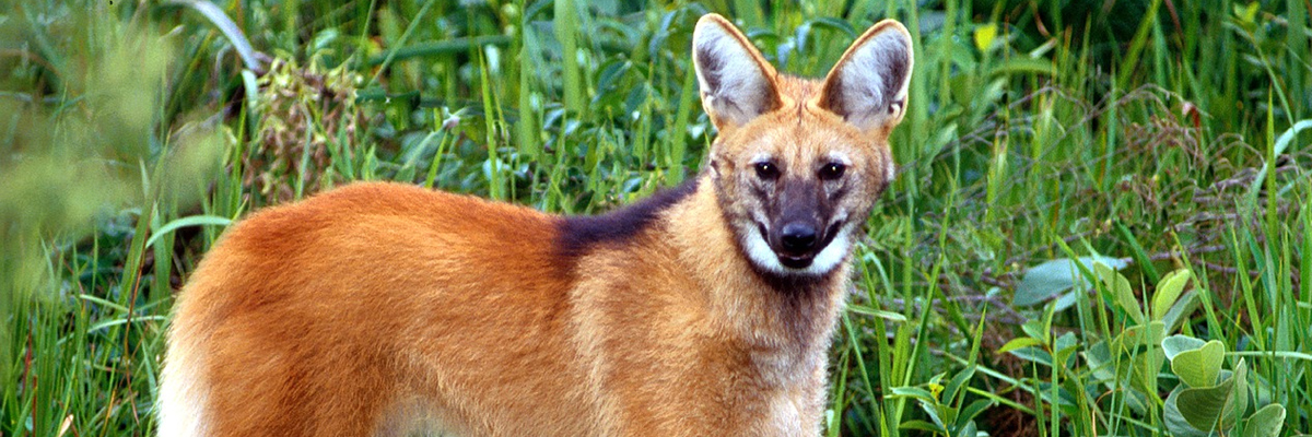 Lobo-guará, o 'semeador de árvores' ameaçado na natureza e homenageado em  nota de R$ 200 - BBC News Brasil