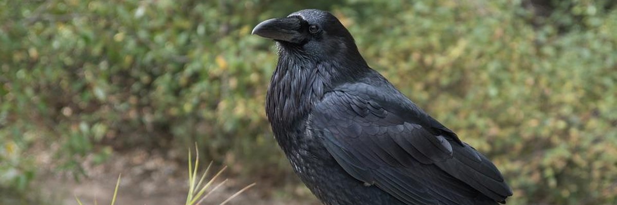 O corvo, aquele grande mistificador. Artigo de Gianfranco Ravasi ...