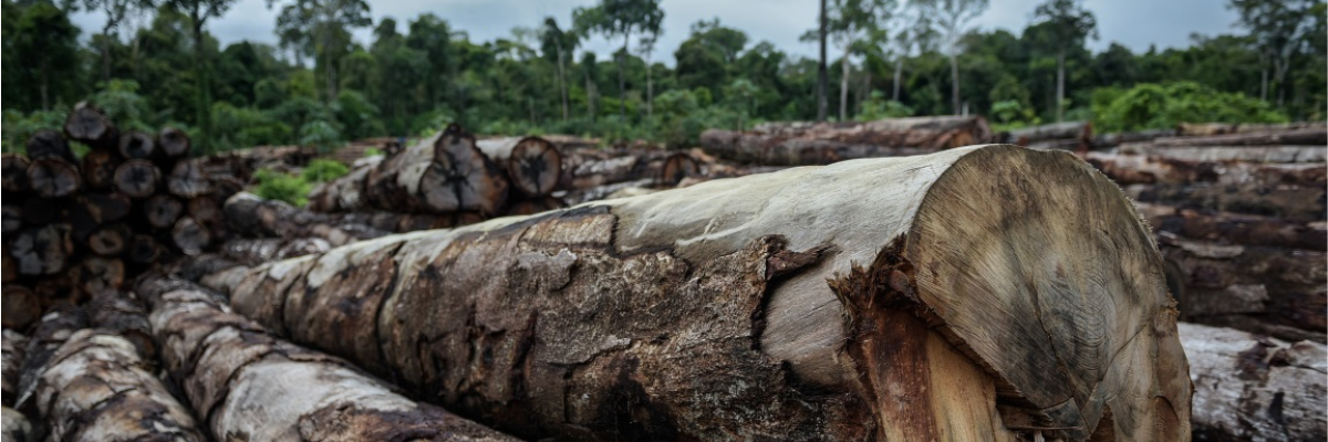 Tragédia anunciada: destruição da Amazônia será “catastrófica” para o  planeta, alertam cientistas – Jornal da USP